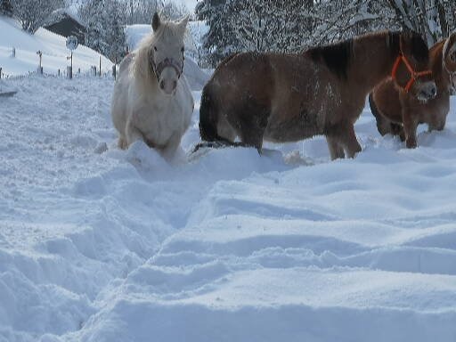 Ich suche mehrere Reitbeteiligungen für Pferde/Ponies