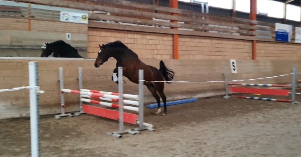 Schweizer Warmblut