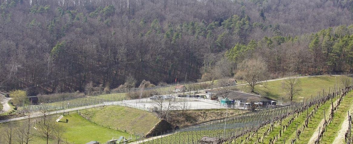 2 Offenstallplätze per sofort frei in Birmenstorf AG