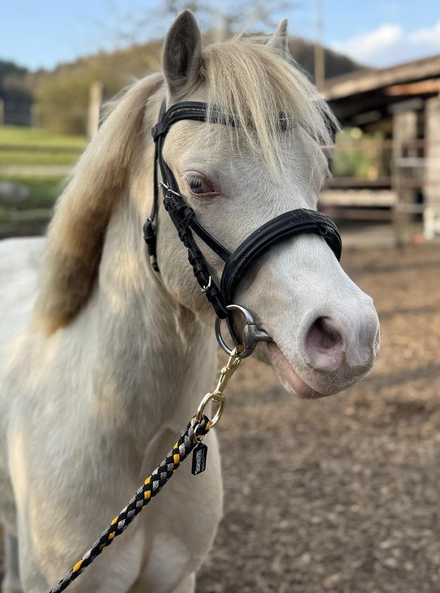 Hübscher lieber Welsh A Pony Wallach