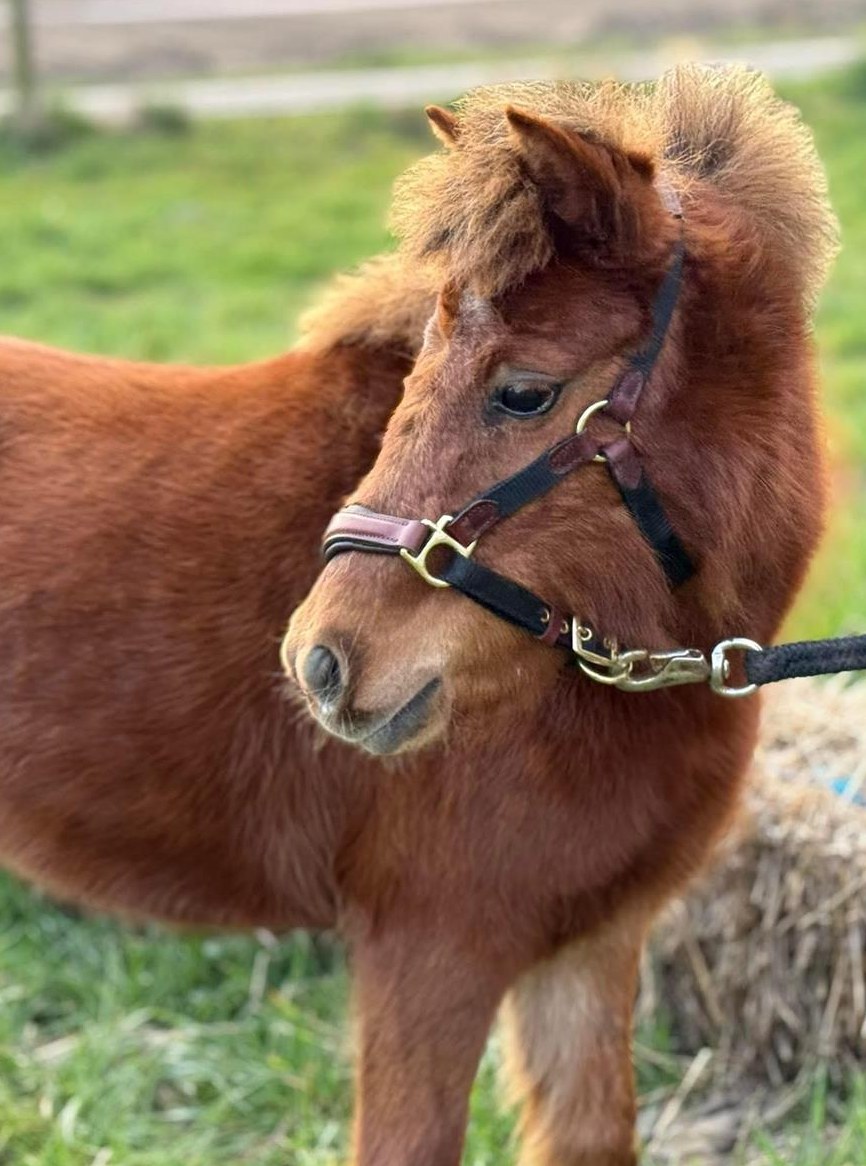 Diverse Shetlandpony Stuten