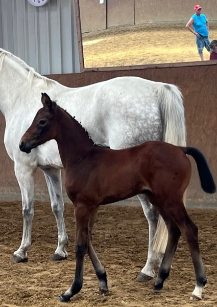springezogenes Championatsfohlen