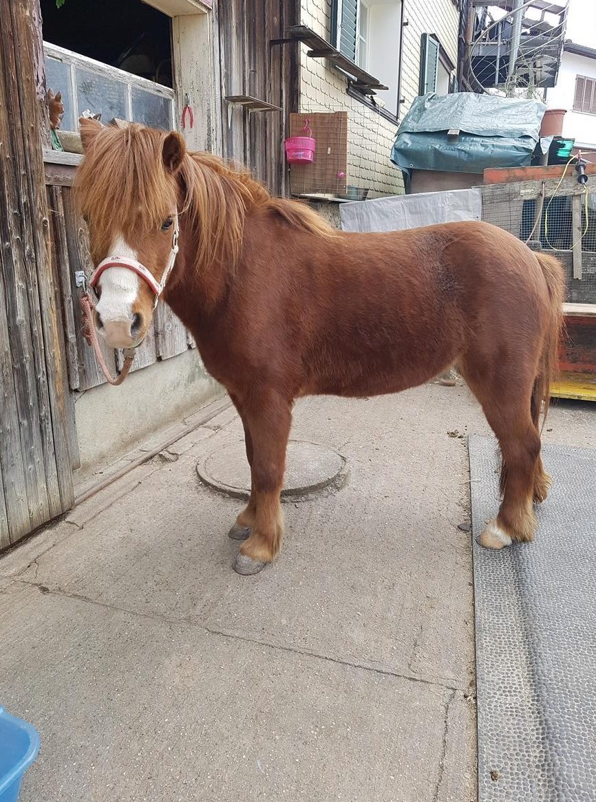 Spezielle Pony Stute sucht neuen Platz