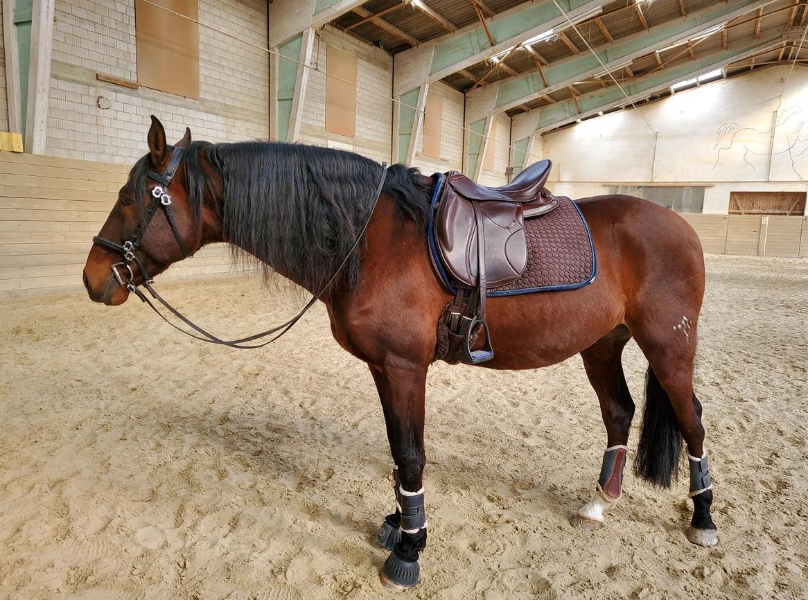 Biete Reitbeteiligung / Pferd sucht Reiterin