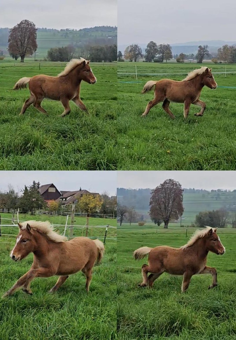 Naturtölter - Isländer, Islandpferd Fohlen