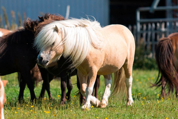 Mini-Shetty, gekörter Deckhengst, Palominoschecke Mini-Shetty, gekörter Deckhengst, Palominoschecke
