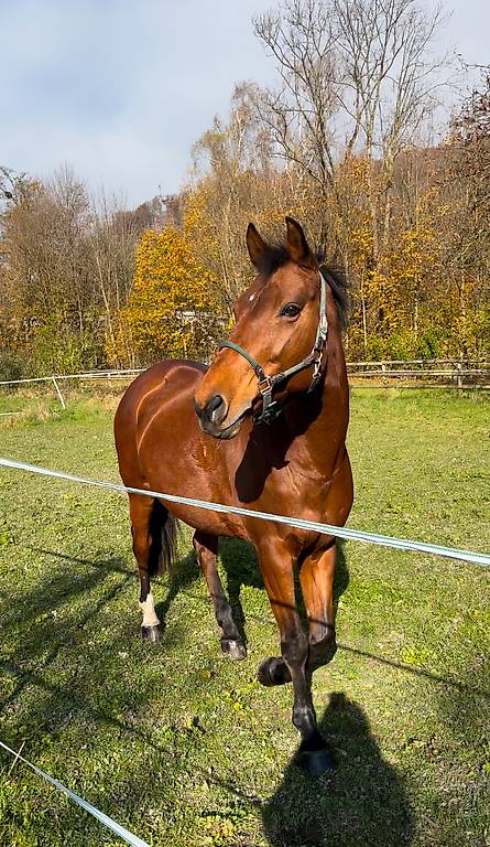 Biete Reitbeteiligung/Pflegebeteiligung Biete Reitbeteiligung/Pflegebeteiligung