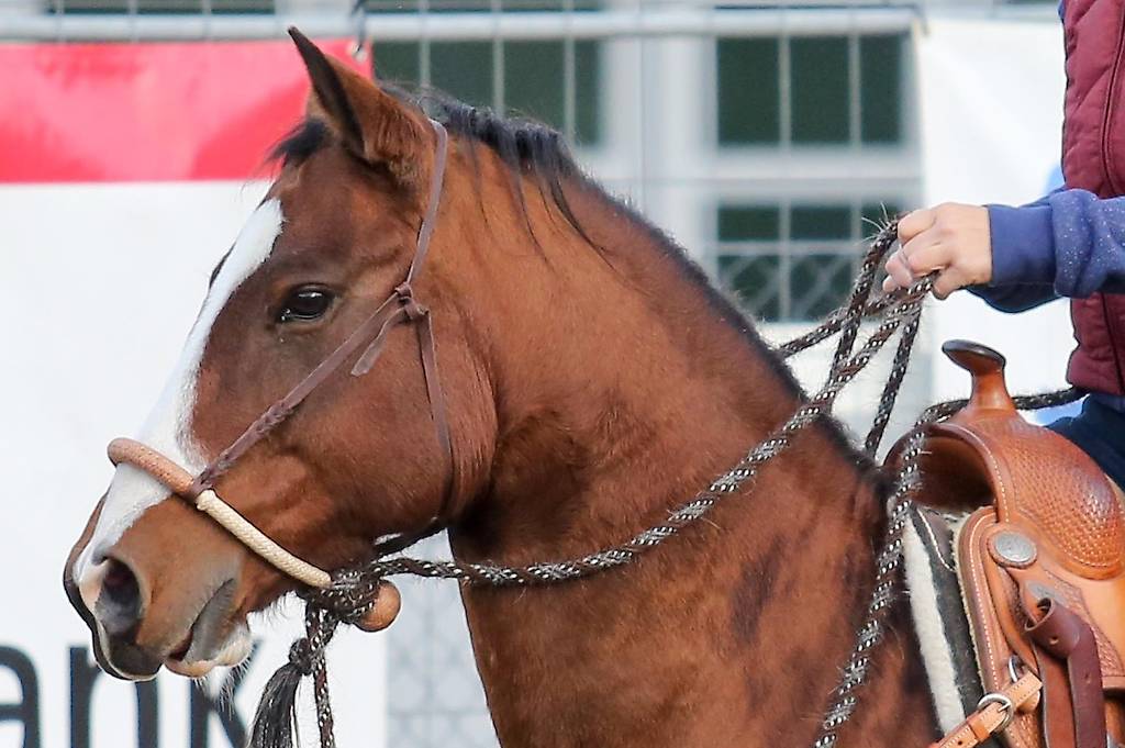 Biete Westernreitbeteiligung