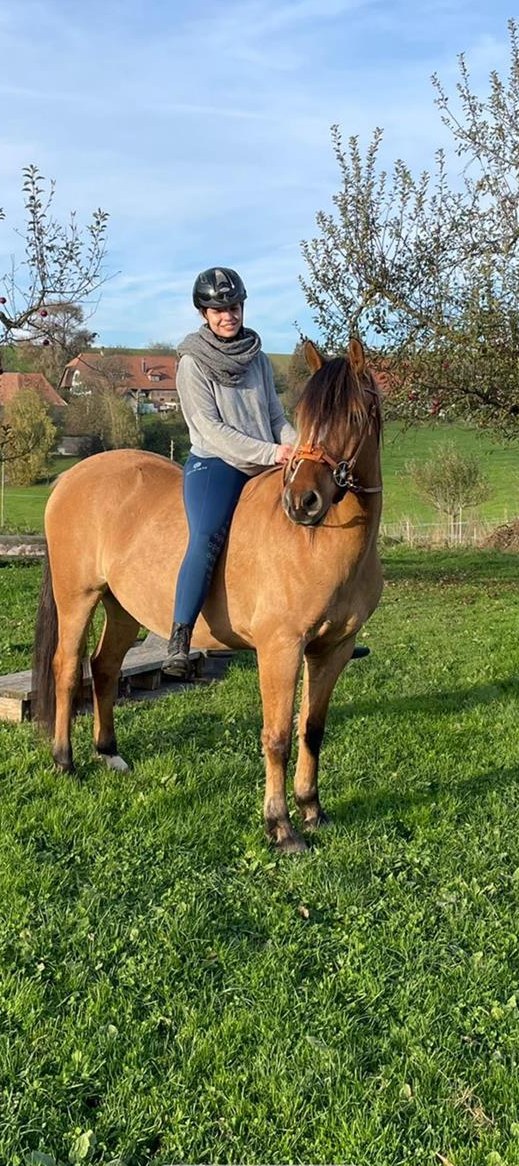 Biete Reitbeteiligung in Wattenwil bei Worb