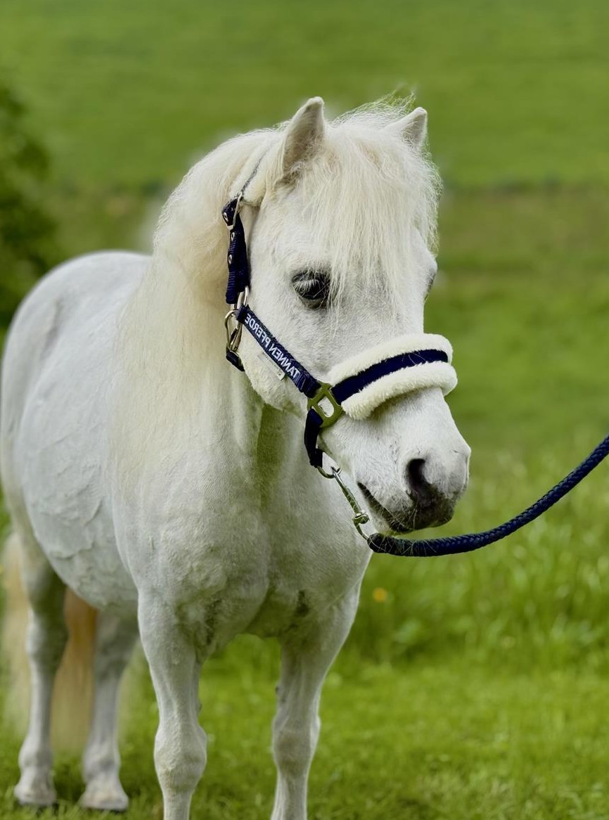 15-jähriger Shetlandpony Wallach, 90cm