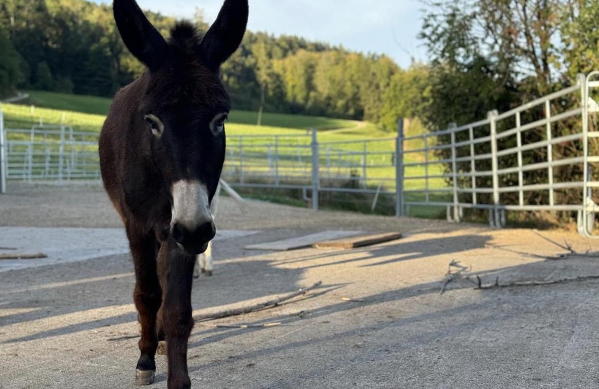 Aktivstall für Esel, Ponys & Kleinpferde in Wislikofen AG