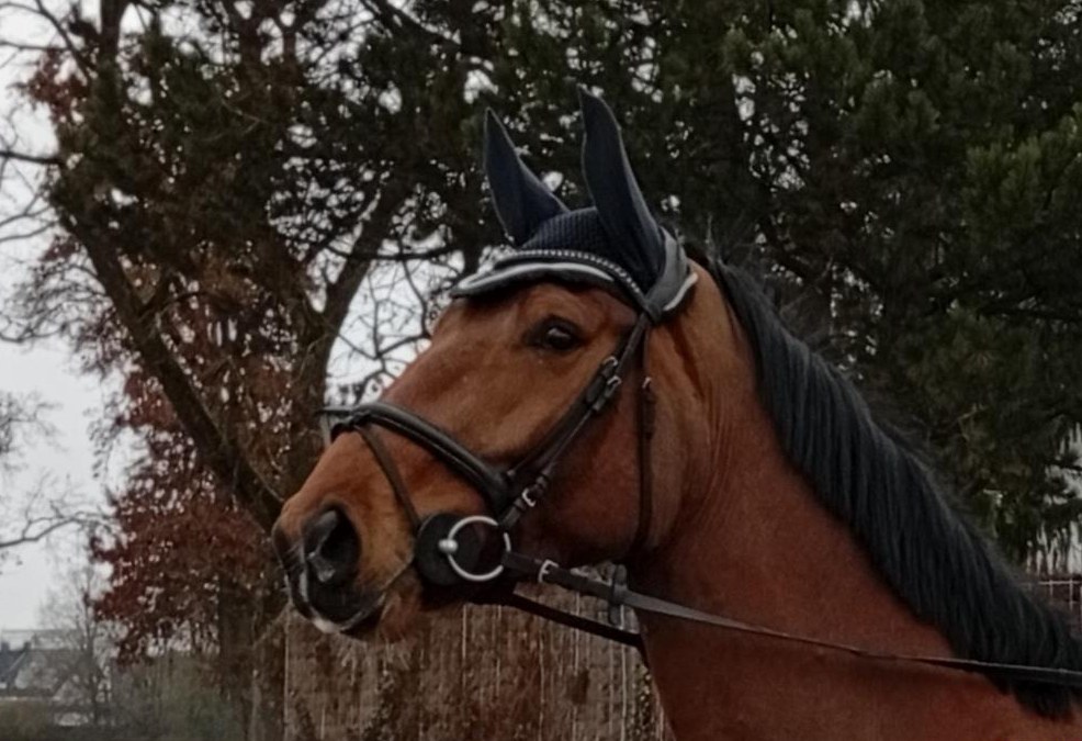 Super braver 4-jähriger Wallach, Spring, Reitpferd