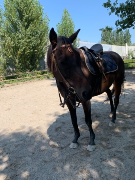 Reitbeteiligung Reitbeteiligung