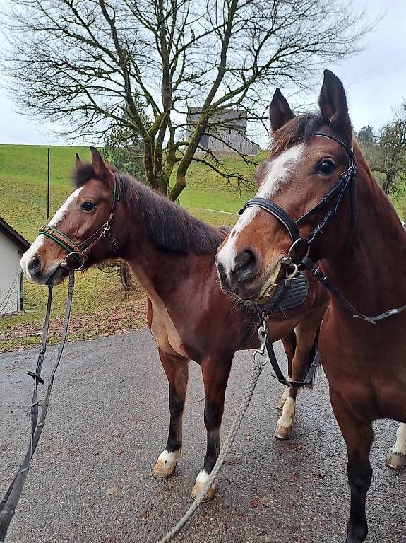 Reitbeteiligung/Reitbegleitung Reitbeteiligung/Reitbegleitung
