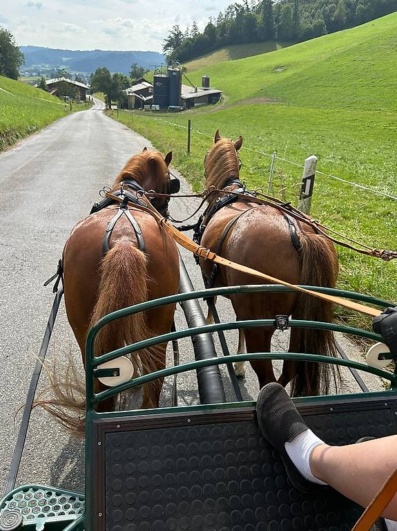 Verkaufe meine Welsh A Ponys