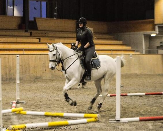 Hübsche deutsche Sportpferd Stute, 12-jährig Hübsche deutsche Sportpferd Stute, 12-jährig