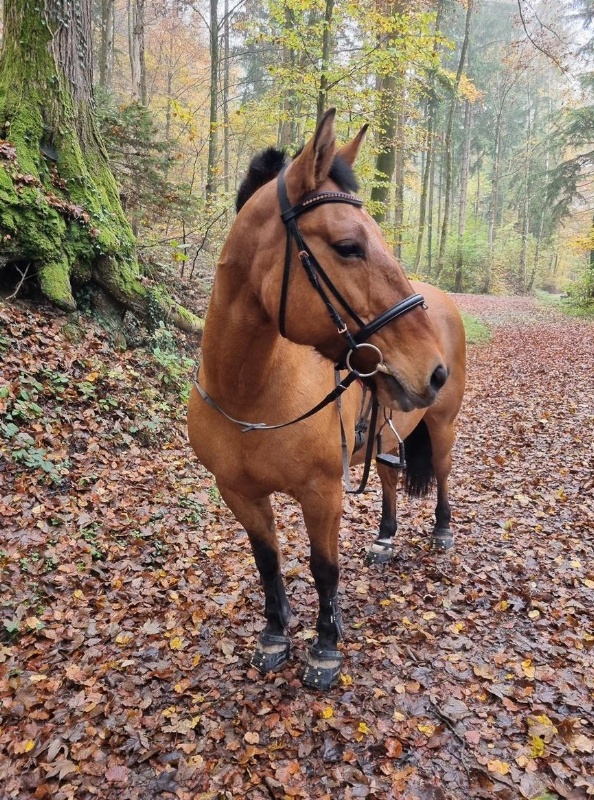 Verkaufe Pony mix Stute, 17-jährig Verkaufe Pony mix Stute, 17-jährig