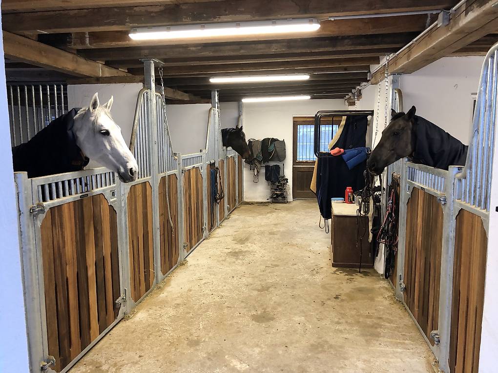 Stallhilfe gesucht