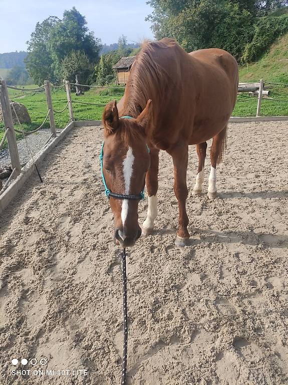 Reitbeteiligung Reitbeteiligung