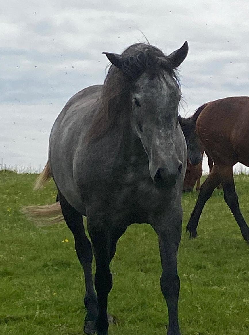 Gentil hongre lusitanien à vendre Gentil hongre lusitanien à vendre