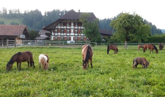 Praktikum / Mithilfe mit Pferden und Ponys im Emmental