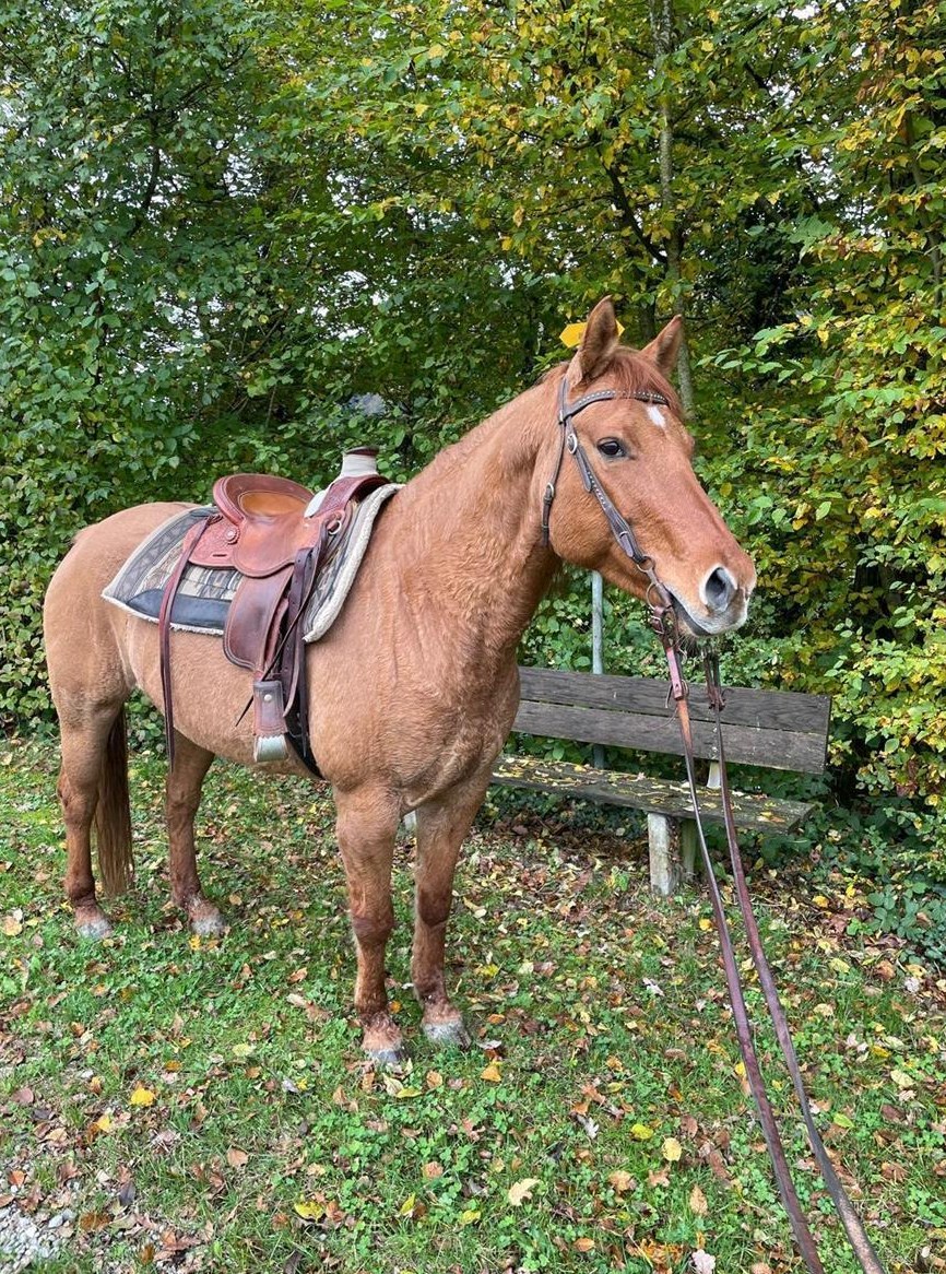 Tolle Quarter Horse Stute, sehr brav