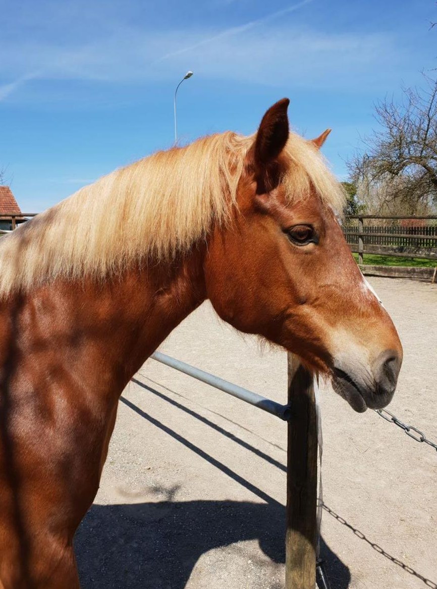 Biete Reitbeteiligung auf Freibergerstute in Schönenbaumgarten TG