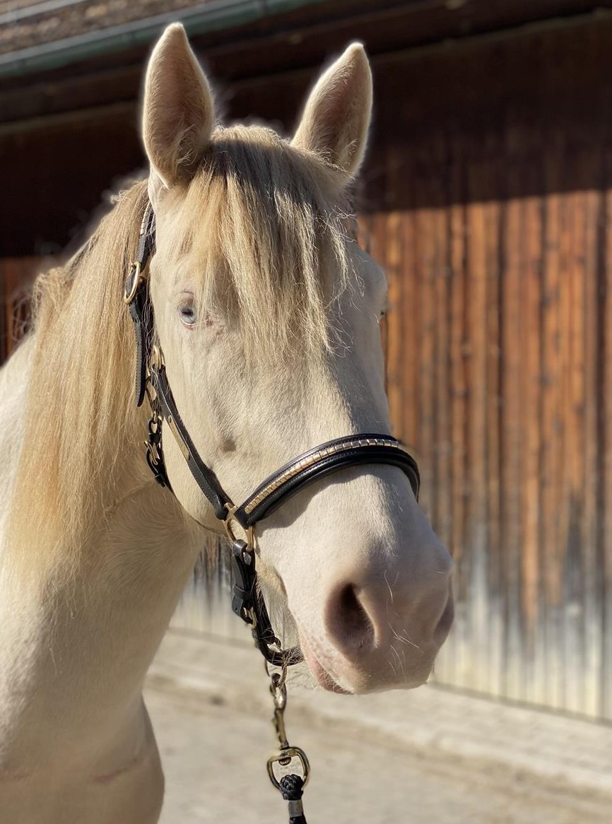 Araber Berber Stute, Cremello mit blauen Augen