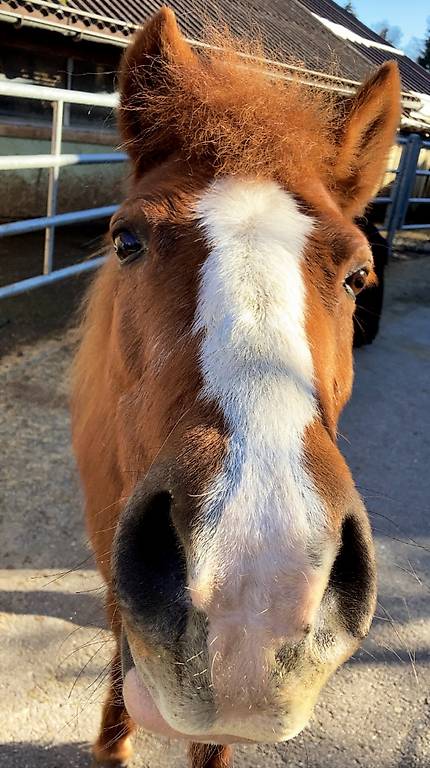 Reitbeteiligung auf ShetlandPony Stute