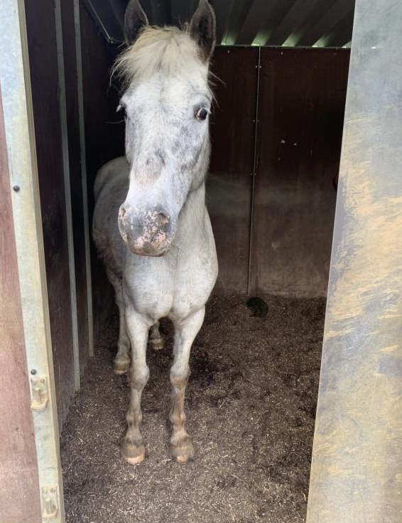 Camargue Pony menschenbezogen sucht neuen Platz Camargue Pony menschenbezogen sucht neuen Platz