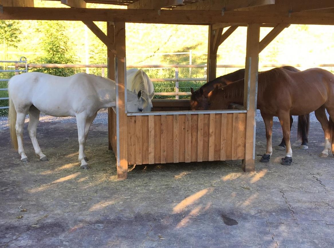 Stallhilfe gesucht in kleinen Privatlaufstall