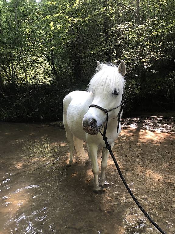 Reitbeteiligung auf Ponydame