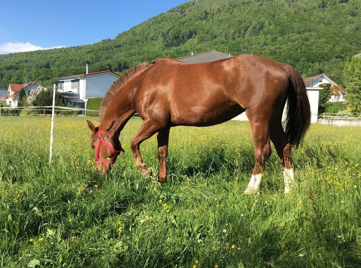 Reitbeteiligung für sportliche Freiberger Stute, Schänis SG Reitbeteiligung für sportliche Freiberger Stute, Schänis SG